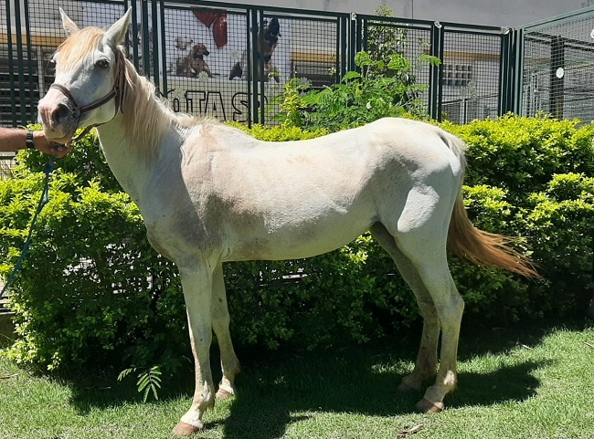 #PraCegoVer: Fotografia da égua Chica Linda. Ela é branca, e olha fixamente para a câmera. Ela está em um jardim com muito verde. 